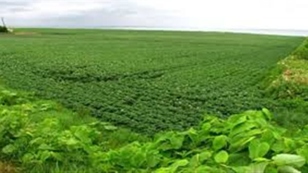 الضرائب العقارية: الرئيس أوقف ضريبة الأراضي الزراعية لمدة 3 سنوات (فيديو)