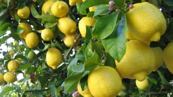 الزراعة تزف خبر سار للمواطنين بخصوص الليمون