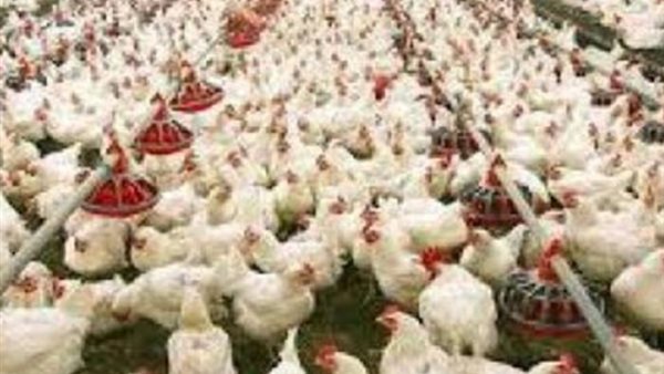 الزراعة تكشف شروط الحصول على أراضي بحق الانتفاع لإقامة مشروعات داجنة (فيديو)