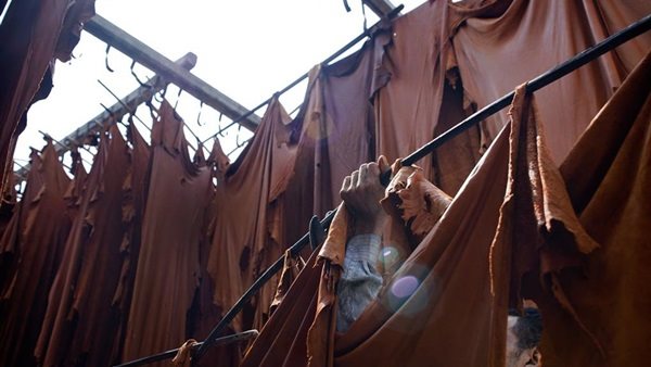 مجلس الوزراء: «تمكنا من تصدير الجلود بعد نقل المدابغ إلى الروبيكي» (فيديو)