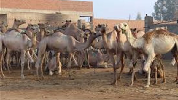  القبض على ثلاثة من تجار الجمال في سوق برقاش للإبل عقب تحقيقات PETA