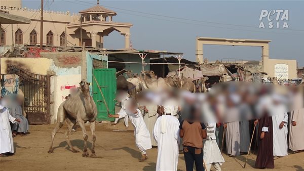  منظمة البيتا تنشر صور لم تُرى من قبل حول ضرب الجمال بقسوة في سوق برقاش (فيديو وصور)