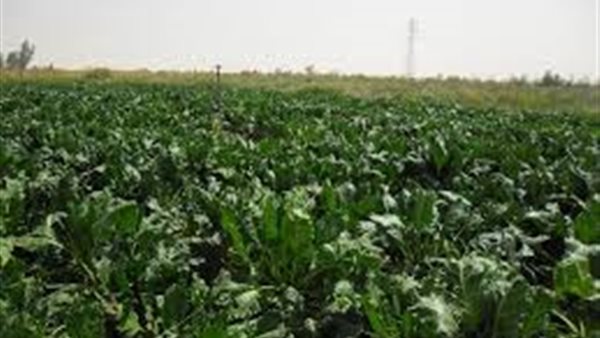 الزراعة تكشف تفاصيل زراعة 5 آلاف فدان من البنجر بإنتاجية 21 ألف طن (فيديو)