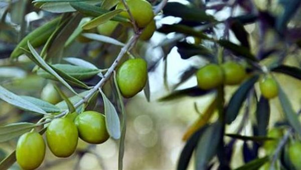 مدير مزرعة : الزيتون لا يصاب بالحشرات عند زراعته بطور سيناء(فيديو) 