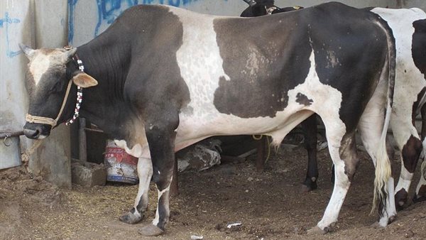 الزراعة تكشف أسعار الأضاحي قبل العيد.. «انخفاض ملحوظ» ( فيديو)