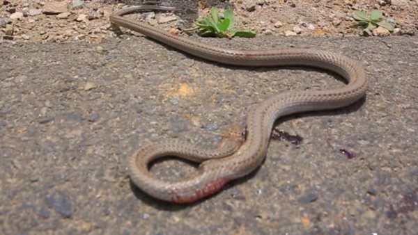 البيئة تكشف حقيقة انتشار «الطريشة» في التجمع الخامس  (فيديو)