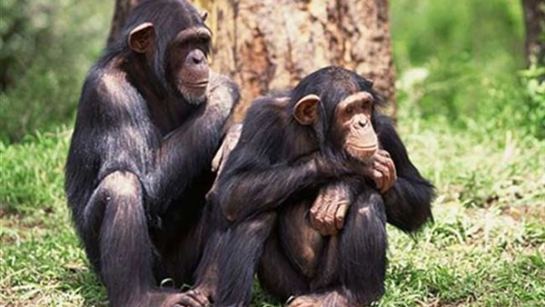 متحدث الزراعة يكشف حقيقة انتشار القرود في شوارع أسوان (فيديو)