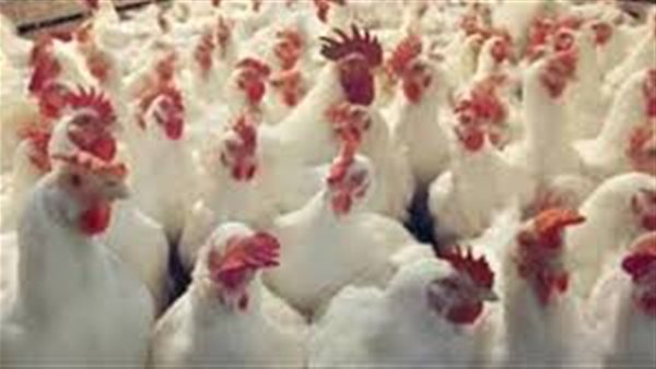 بورصة الدواجن الرئيسية  | أسعار الدواجن اليوم الأحد 18 أغسطس 2019