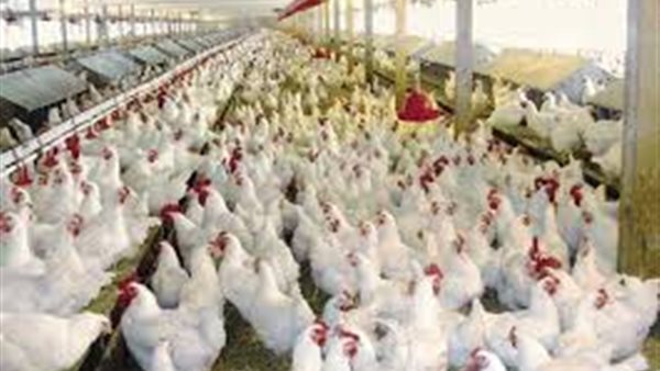 أسعار الدواجن | بورصة الدواجن العمومية اليوم الثلاثاء 20 أغسطس 2019