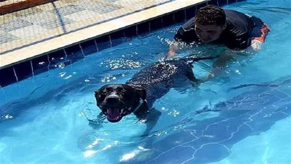 جدل على الهواء بسبب «فندق كلاب» في الغردقة.. والطب البيطري: «لازم تصاريح» (فيديو)