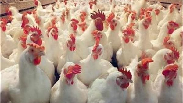 اسعار الدواجن البيضاء | بورصة الدواجن الرئيسية اليوم الاثنين 26 اغسطس 2019