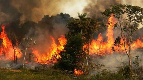 «ذوبان جليد وخطر على الشواطئ».. كيف ستتأثر مصر باحتراق غابات الأمازون؟