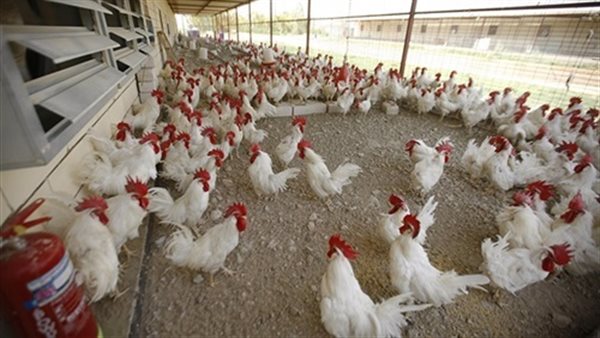 اسعار الدواجن البيضاء اليوم الاربعاء 28 اغسطس 2019 | بورصة الدواجن العمومية