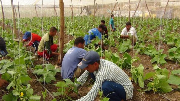 100 شاب من أوائل كليات الزراعة يحصدون فرص عمل وتعيينات بالمشروعات الزراعية العملاقة (فيديو)