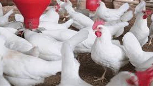 بورصة الدواجن العموميه | اسعار الدواجن البيضاء اليوم الاثنين 2 سبتمبر 2019