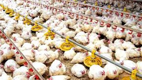 اسعار الدواجن اليوم الثلاثاء 3 سبتمبر 2019 | بورصه الدواجن العموميه