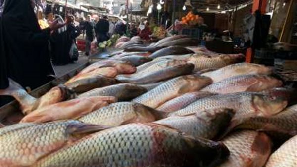 أسعار السمك اليوم الاربعاء 4 سبتمبر 2019