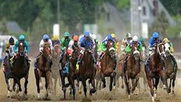 حاتم ستين: السباقات العالمية للخيول وسيلة للترويج للسياحة المصرية