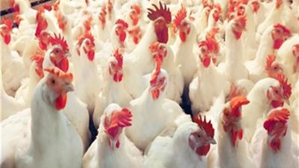 بورصة الدواجن العموميه | اسعار الدواجن يوم بيوم الاثنين 30 سبتمبر 2019