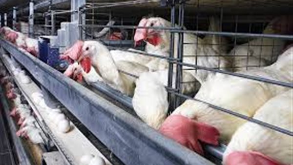 بورصة الدواجن العموميه | اسعار الدواجن يوم بيوم الثلاثاء 1 أكتوبر 2019