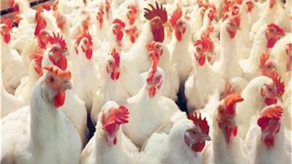 اسعار الدواجن يوم بيوم | بورصة الدواجن العموميه الجمعة 4 أكتوبر 2019