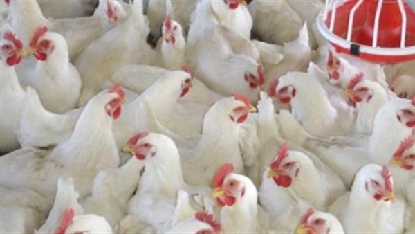 اسعار الدواجن يوم بيوم | بورصة الدواجن العموميه الاثنين 7 أكتوبر 2019