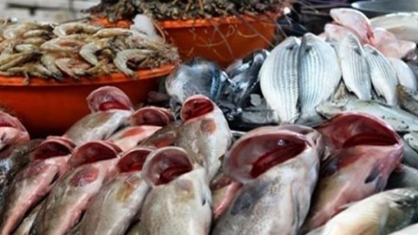 أسعار الاسماك اليوم الثلاثاء 8 أكتوبر 2019