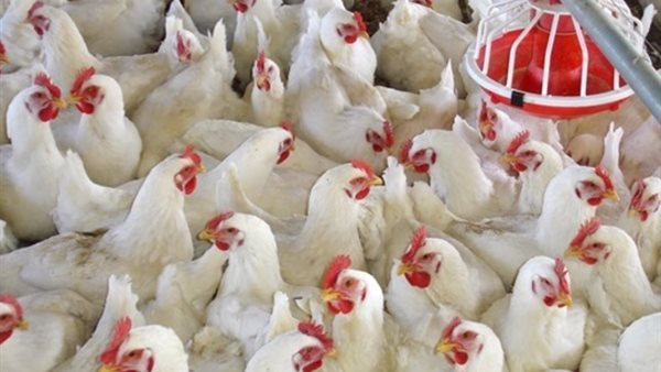 اسعار الدواجن يوم بيوم | بورصة الدواجن اليوم السبت 12 أكتوبر 2019