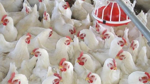 اسعار الدواجن يوم بيوم | بورصه الدواجن العموميه الأربعاء 16 أكتوبر 2019