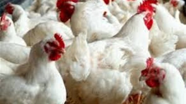 اسعار الدواجن يوم بيوم | أسعار الدواجن بورصة الدواجن اليوم الجمعة 18 أكتوبر 2019