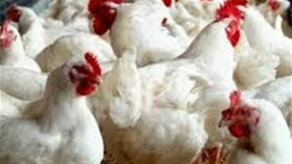 أسعار الدواجن اليوم | بورصة الدواجن العموميه الأربعاء 23 أكتوبر 2019