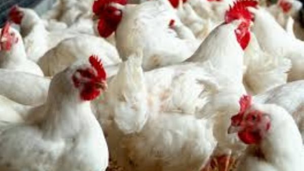 أسعار الدواجن | بورصة الدواجن الرئيسية اليوم الخميس 24 اكتوبر 2019