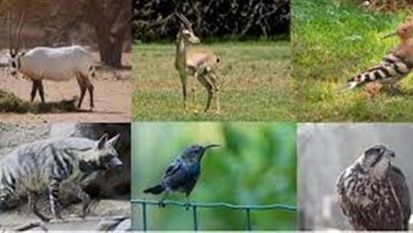 السفارة الأمريكية والأكاديمية العربية يعززان الحفاظ على الحياة البرية في الكود البري مصر