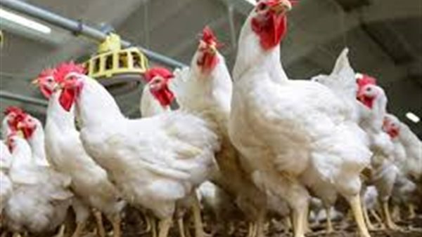 اسعار الدواجن يوم بيوم | اسعار الدواجن الفراخ البيضاء الثلاثاء 15 أكتوبر 2019