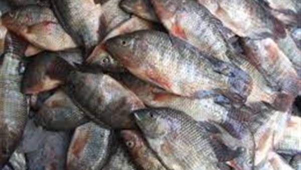 أسعار الاسماك اليوم الثلاثاء 29 أكتوبر 2019