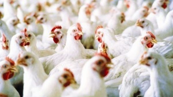 اسعار الدواجن اليومً | بورصة الدواجن العمومية الثلاثاء 29 أكتوبر 2019