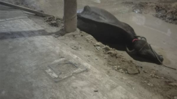 فى غياب المحليات.. كابل كهربائى مقطوع يصعق جاموسة بالصف جنوب الجيزة (صور)