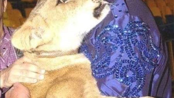 حدادا على وفاة مدرب الأسود محمد الحلو ..السيرك القومى يتوقف عن حفلاته غدا الجمعة  