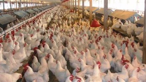 اسعار الدواجن اليوم | بورصة الدواجن العمومية الجمعة 8 نوفمبر 2019