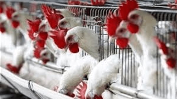 اسعار الدواجن | بورصة الدواجن العمومية الثلاثاء 12 نوفمبر 2019 