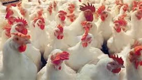 اسعار الدواجن في مصر | بورصة الدواجن العمومية الجمعه 15 نوفمبر 2019