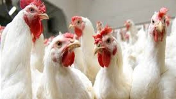 بورصة الدواجن العموميه اليوم الاثنين 25 نوفمبر 2019