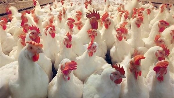 أسعار الدواجن بورصة الدواجن اليوم الخميس 28 نوفمبر 2019
