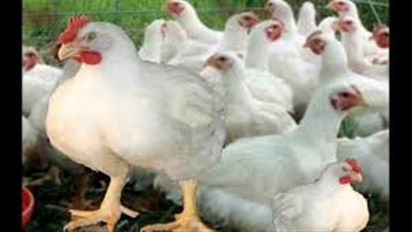 الزراعة عن انخفاض سعر الدواجن والبيض: دعم المربين وزيادة الإنتاج والمعروض السبب (فيديو)