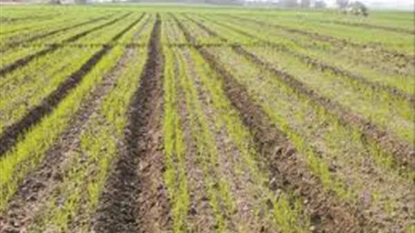 باحث سنغالي: قارة إفريقيا تمتلك خطة لجذب الاستثمارات و 60% من أراضي القارة قابلة للزراعة (فيديو) 