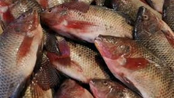 أسعار الاسماك اليوم الاربعاء 11 ديسمبر 2019