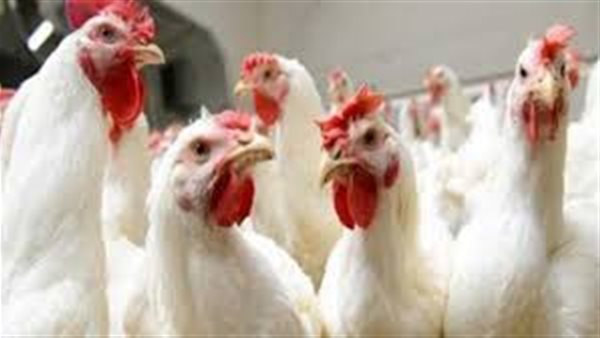 بورصة الدواجن العمومية الأحد 8 ديسمبر 2019