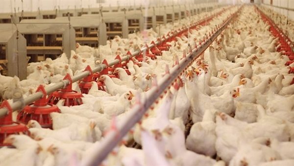 بورصة الدواجن العمومية اليوم الاثنين 23 ديسمبر 2019