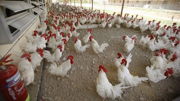 بورصة الدواجن العمومية اليوم الثلاثاء 24 ديسمبر 2019