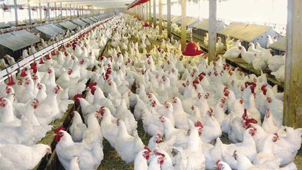 اسعار الدواجن اليوم الاربعاء 25 ديسمبر 2019